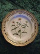 Royal Copenhagen Flora Danica Dinner Plate with pierced border 20/3553. Measures 
25cm and is in good condition. Latin inscription: "Acer platanoides L."