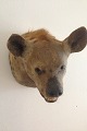 Hyena Head Mount, Large
